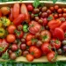 Tomato Production Shortfalls in Nigeria Drive Up Prices