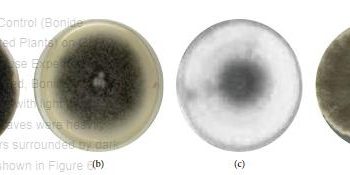 Control of Alternaria Leaf Spot of the Common Bean (Phaseolus vulgaris L.) Using Soil-Derived Biological Agents