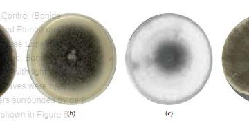 Control of Alternaria Leaf Spot of the Common Bean (Phaseolus vulgaris L.) Using Soil-Derived Biological Agents