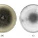 Control of Alternaria Leaf Spot of the Common Bean (Phaseolus vulgaris L.) Using Soil-Derived Biological Agents