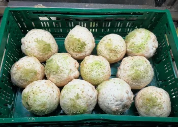 New Celeriac Crop Launched Amidst Tight Market Conditions