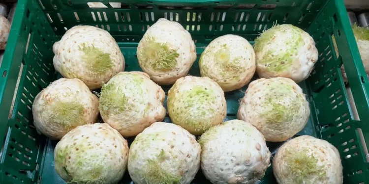 New Celeriac Crop Launched Amidst Tight Market Conditions