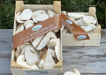 2024 Porcini Mushroom Season: A Late Start but Promising Harvest
