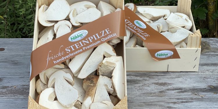 2024 Porcini Mushroom Season: A Late Start but Promising Harvest