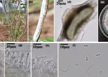 First report of Diaporthe caryae causing stem blight of chilli pepper (Capsicum frutescens L.) in China