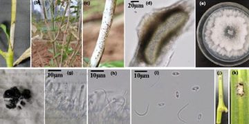 First report of Diaporthe caryae causing stem blight of chilli pepper (Capsicum frutescens L.) in China