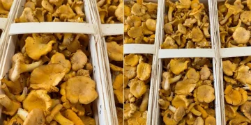 Estonian Chanterelles Gain Traction in Gourmet Markets