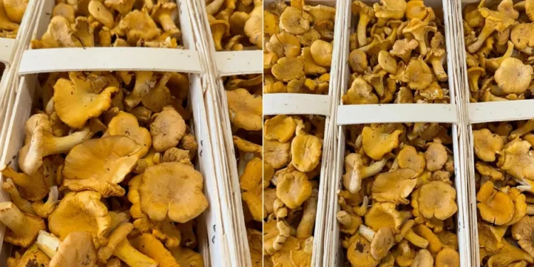 Estonian Chanterelles Gain Traction in Gourmet Markets