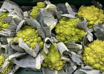 Demand for Cauliflower and Broccoli On the Rise, While Romanesco Sales Lag
