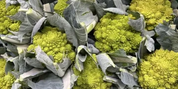 Demand for Cauliflower and Broccoli On the Rise, While Romanesco Sales Lag