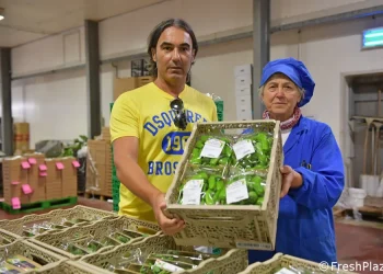 Specialized Cultivation of Friggitello Peppers and Coloured Datterino Tomatoes by Sipo