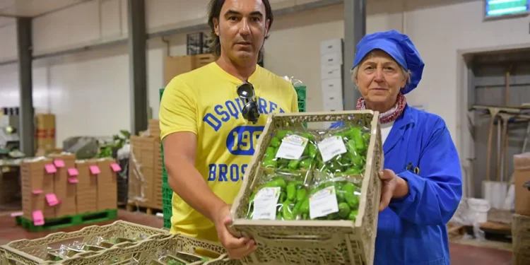 Specialized Cultivation of Friggitello Peppers and Coloured Datterino Tomatoes by Sipo