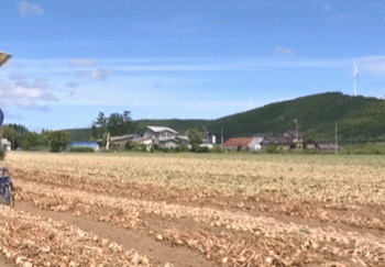 Kitami’s Onion Harvest in Full Swing: A Bounty of Fresh, Juicy Onions
