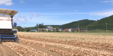 Kitami’s Onion Harvest in Full Swing: A Bounty of Fresh, Juicy Onions