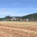 Kitami’s Onion Harvest in Full Swing: A Bounty of Fresh, Juicy Onions