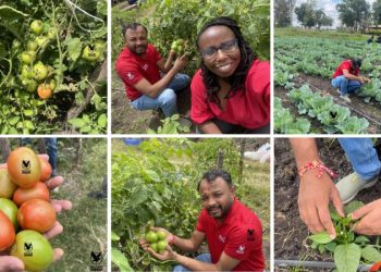 Falcon Hybrid Vegetable Seeds Set to Launch Across Africa