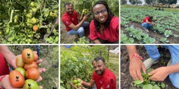 Falcon Hybrid Vegetable Seeds Set to Launch Across Africa