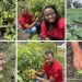 Falcon Hybrid Vegetable Seeds Set to Launch Across Africa