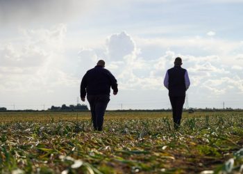 Successful Onion Harvest 2024: A Bright Start to the Season