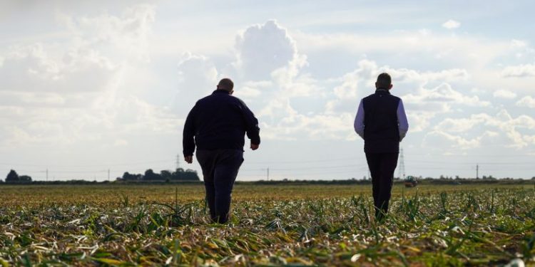 Successful Onion Harvest 2024: A Bright Start to the Season