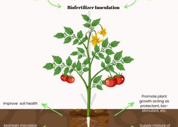 Biofertilizers: A Sustainable Solution for Enhancing Crop Yield and Environmental Health