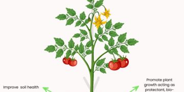 Biofertilizers: A Sustainable Solution for Enhancing Crop Yield and Environmental Health