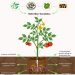 Biofertilizers: A Sustainable Solution for Enhancing Crop Yield and Environmental Health