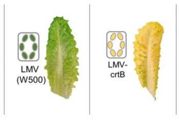 Introducing “Golden Lettuce”: A Breakthrough in Biofortification