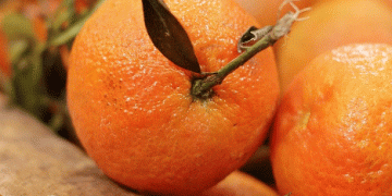 Global Citrus Production on the Rise: What It Means for Farmers and Exporters