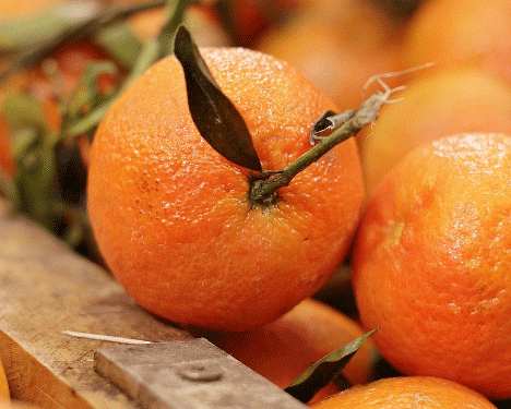 Global Citrus Production on the Rise: What It Means for Farmers and Exporters