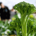 Mexico’s Rise to the Top: How Mexico Became the Second Largest Exporter of Chili, Broccoli, Cauliflower, Lemons, and Cucumbers