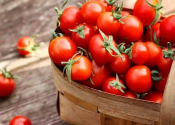 Ghana’s Tomato Sector Urgently Needs Infrastructure Investment to Combat Post-Harvest Losses