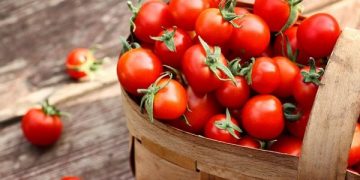Ghana’s Tomato Sector Urgently Needs Infrastructure Investment to Combat Post-Harvest Losses
