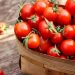 Ghana’s Tomato Sector Urgently Needs Infrastructure Investment to Combat Post-Harvest Losses