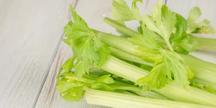 Uncertain Future for Celery Growers Amid Market Pressures