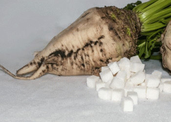 Sweet Success: Lipeck Sugar Factories Process Over 60,000 Tons of New Crop Sugar Beets