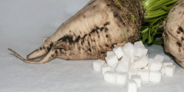 Sweet Success: Lipeck Sugar Factories Process Over 60,000 Tons of New Crop Sugar Beets