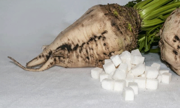 Sweet Success: Lipeck Sugar Factories Process Over 60,000 Tons of New Crop Sugar Beets