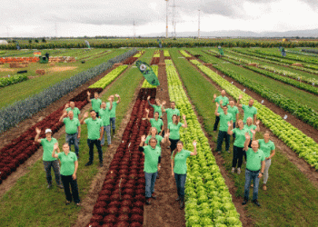 Enza Field Days 2024: Showcasing Innovative Disease-Resistant Vegetable Varieties for a Secure Future