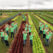 Enza Field Days 2024: Showcasing Innovative Disease-Resistant Vegetable Varieties for a Secure Future