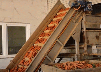 Securing Markets and Expanding Production: The Success of Kosovar Carrot Producers