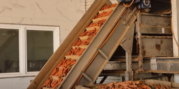 Securing Markets and Expanding Production: The Success of Kosovar Carrot Producers