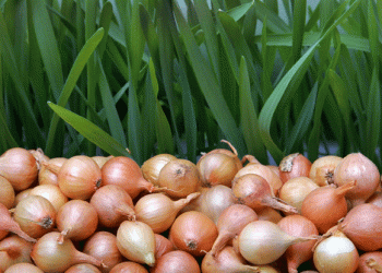 Horticulture Trends: India Faces Drop in Onion and Potato Production for 2023-24