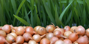 Horticulture Trends: India Faces Drop in Onion and Potato Production for 2023-24