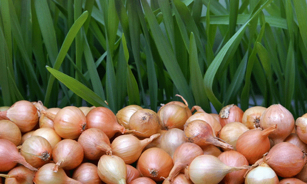 Horticulture Trends: India Faces Drop in Onion and Potato Production for 2023-24
