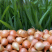 Horticulture Trends: India Faces Drop in Onion and Potato Production for 2023-24