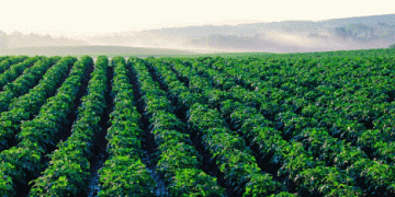 Challenging Climate Conditions Shape France’s Potato Yield Forecast for 2024/25