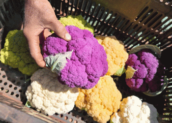 Vibrant Cauliflower: Brazilian Farmer Introduces Rare Purple, Orange, and Green Varieties