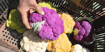 Vibrant Cauliflower: Brazilian Farmer Introduces Rare Purple, Orange, and Green Varieties