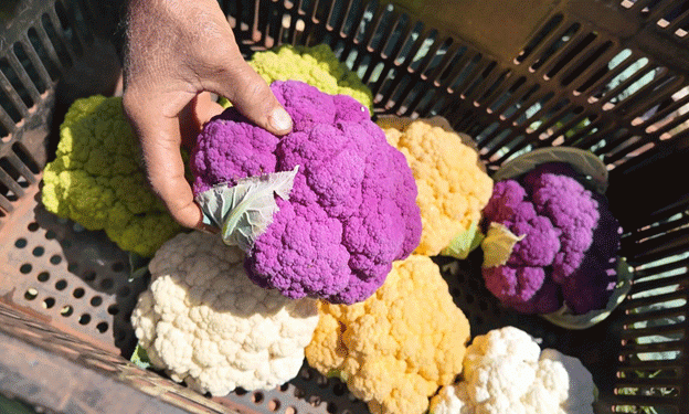 Vibrant Cauliflower: Brazilian Farmer Introduces Rare Purple, Orange, and Green Varieties